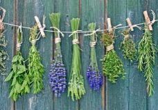 Medicinal-Plants-You-Can-Grow-at-Home