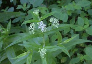 boneset