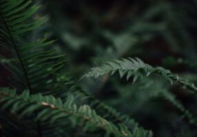 fern-918570_1920