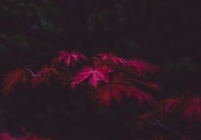leaves-1031355