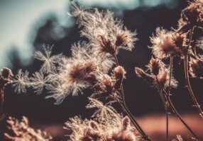 thistles-4428417_1920